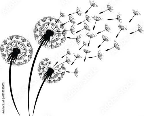 Black dandelion flower silhouette vector with flying seeds isolated on white background for creative design projects