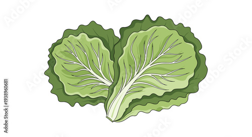 Two crisp and fresh green lettuce leaves are arranged together in a natural and detailed vector illustration showing leaf veins and ruffled edges.