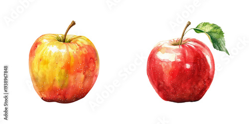 apple fruit watercolor vector illustration