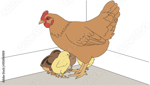 Cartoon hen protecting her three adorable chicks, one yellow and two brown, huddled safely under her wings in a corner, isolated vector illustration.