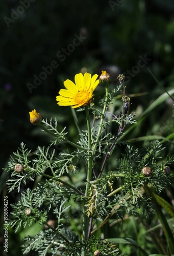 Wild chrysanthemum yellow flower