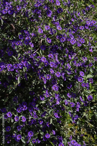 purple flowers in the garden