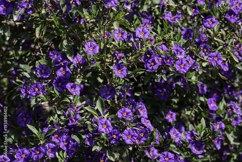 purple flowers in the garden