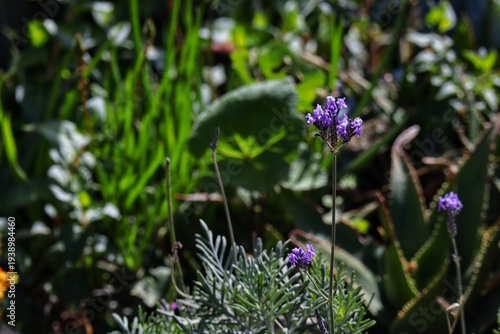 purple lavender flowers in the garden