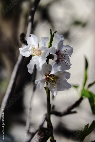 Almond tree blossom