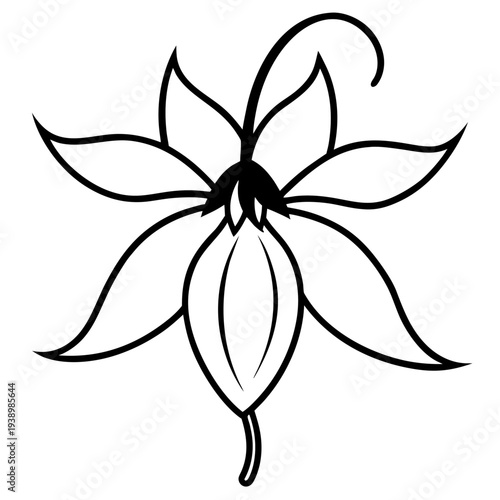 Elegant fuchsia flower line art minimalist black white illustration