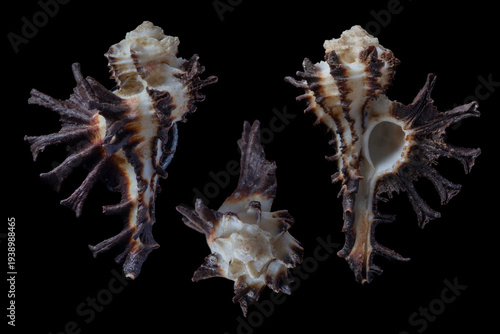 Φωτογραφία homalocantha scorpio - scorpion murex