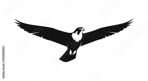 Black and White Eagle in Flight.