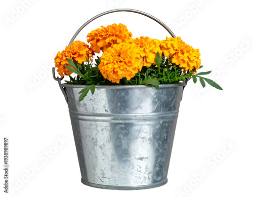 Rustic metal bucket filled with vibrant orange flowers and green foliage