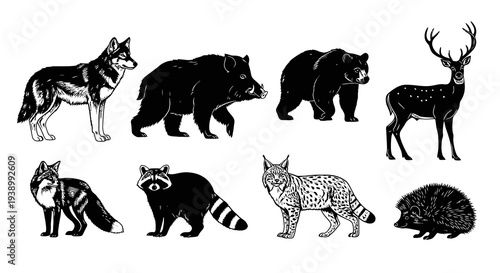 Wild Forest Animals Black and White Line Art Collection in Engraving Style
