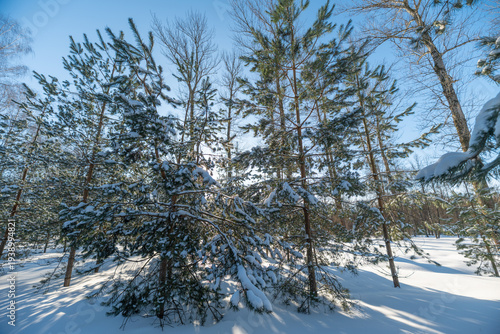 Wallpaper Mural Restorative winter escape under blue sky, panoramic stand of pines crowned with fresh snow, open trail and soft shadows, calming outdoor wellness concept for mindful photography Torontodigital.ca