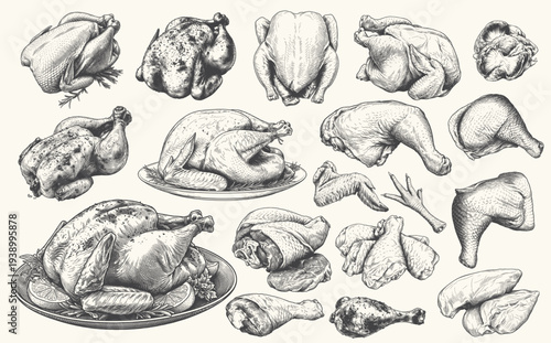 Hand drawn raw chicken meat and poultry cuts illustrated in detailed vintage engraving line art