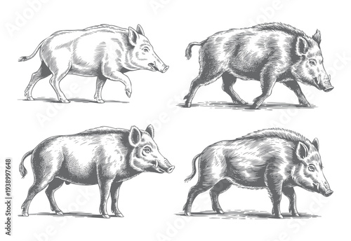Running wild boar sketch. Detailed antique style wildlife illustration with fine engraving lines.