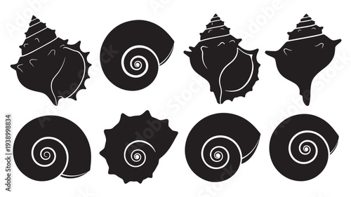 Seashells set with detailed outlines and spiral patterns in black silhouette on a white background, isolated graphic elements.