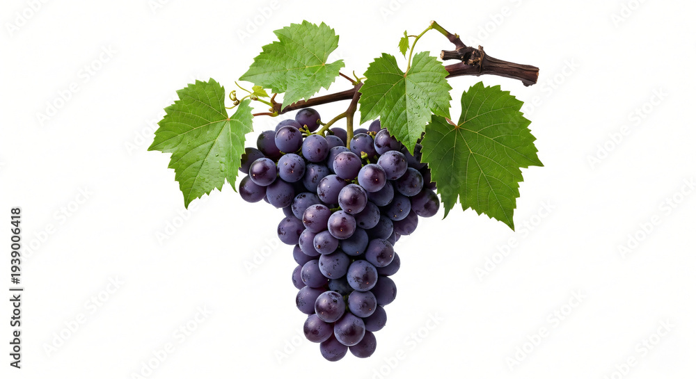 Fototapeta premium bunch of grapes
