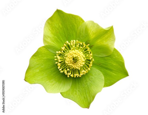 Close-up of a vibrant green flower with yellow stamens against a black background