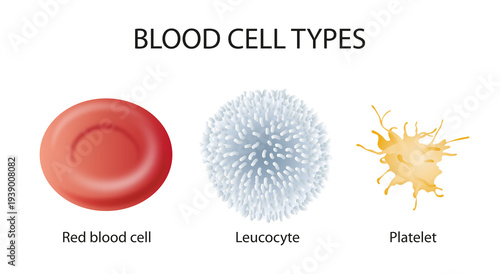 Red blood cell. White blood cell. Platelet