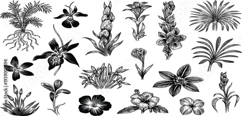 Collection of Hand Drawn Botanical Illustrations of Various Flowers and Plants Keywords: botanical, illustration, drawing