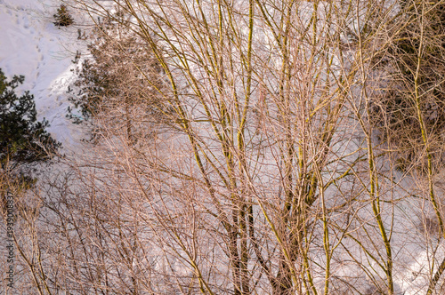 bare trees and footprints on the snow