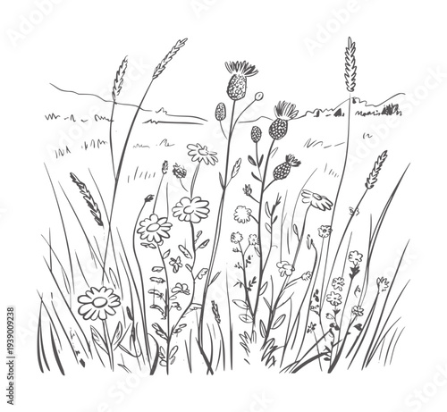 Black and white ink of a field of wildflowers and grasses