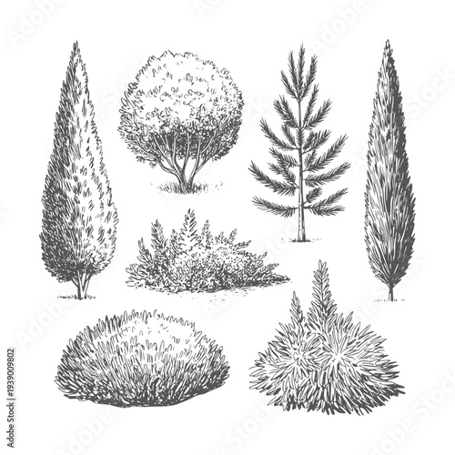 Black and white of various trees and bushes nature