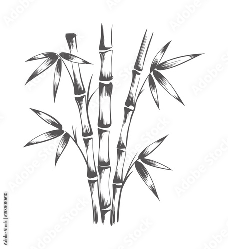 Minimalist black and white ink of bamboo stalks and leaves plant leaf