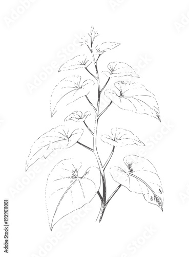 Pencil of a climbing vine with heart shaped leaves plant botanical nature