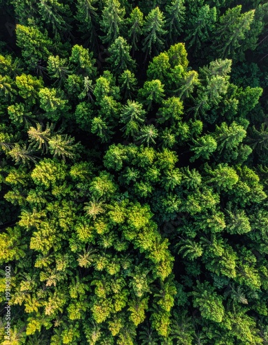 Aerial view of dense evergreen treetops, forming a lush canopy