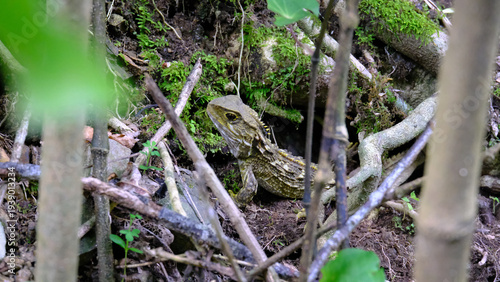 Fotografia Tuatara reptile with yellow spikes down spine basking in sunlight outside burrow