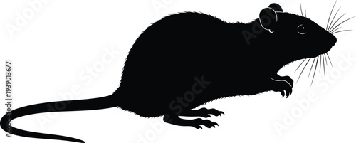 Rat silhouette side profile illustration, rodent animal vector, wildlife mammal graphic design, pest control artwork, nature clipart resource, educational icon