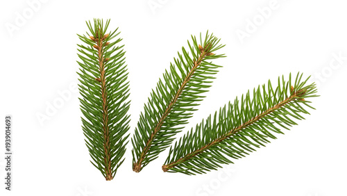 Three green pine branches on transparent background