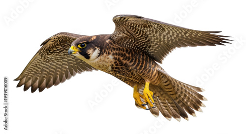 Cuadro en lienzo Isolated Peregrine falcon in flight with its wings spread, on light natural back