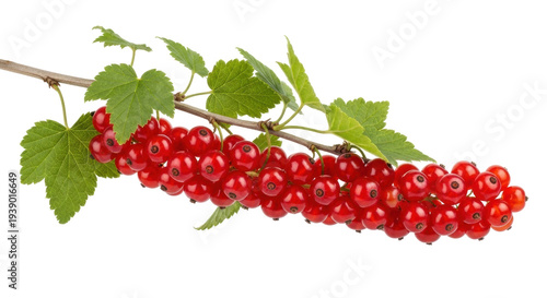 Isolated cluster of ripe redcurrants on a branch with leaves, fresh, juicy fruit, close-up