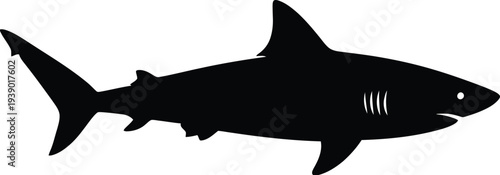 Shark vector silhouette illustration on transparent background, aquatic predator fish drawing, ocean wildlife graphic element