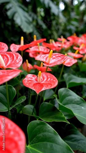 Red Anthurium Flowers Bloom in Garden