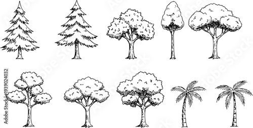 Nature and Environment Black  White Line Art Trees Collection - Hand-drawn Vector Sketch Set of Coniferous, Deciduous, and Palm Trees for Design and Illustration