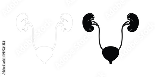 Human Urinary System Vector Illustration Featuring Kidneys Ureters and Bladder Anatomy Icons