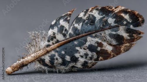 Macro view of patterned white feather with black spots detail