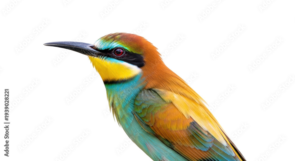 Fototapeta premium Isolated Rainbow Bee-Eater with Multi-Colored Plumage, Up-Close View of a Perched Bird, Colorful
