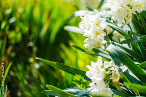 散歩の途中で見つけた春の風景