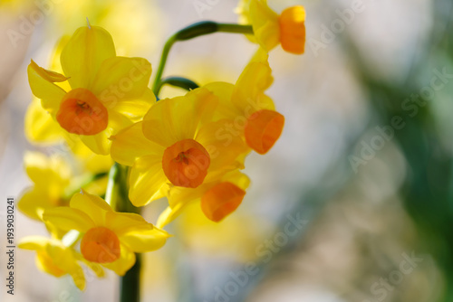 散歩の途中で見つけた春の風景