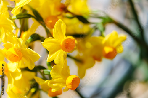 散歩の途中で見つけた春の風景