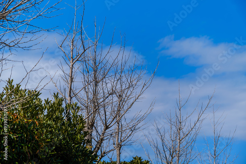 散歩の途中で見つけた春の風景