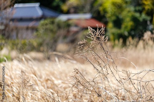 散歩の途中で見つけた春の風景