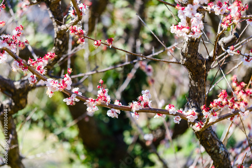 散歩の途中で見つけた春の風景
