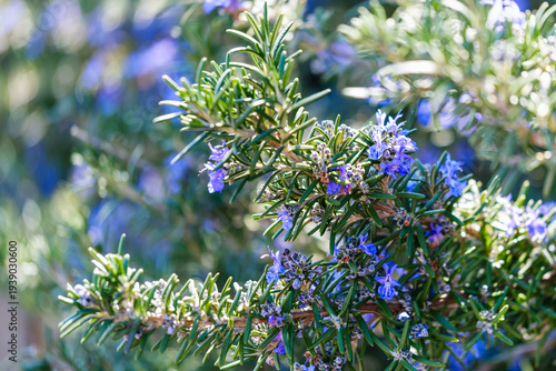 散歩の途中で見つけた春の風景