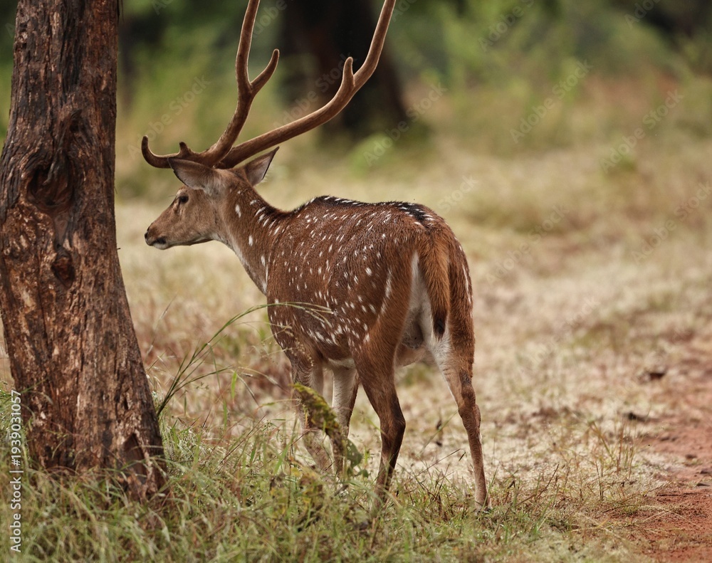 Fototapeta premium deer in the woods