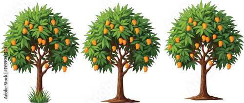Mango tree vector illustration collection with ripe tropical fruits and green foliage isolated on white background, botanical nature element for agriculture, garden and orchard design