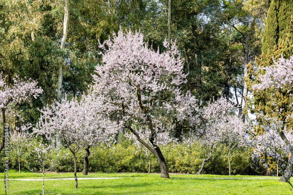 Obraz premium public park called Quinta de los Molinos with the almond trees in bloom in Madrid, Spain