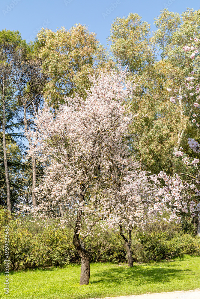Obraz premium public park called Quinta de los Molinos with the almond trees in bloom in Madrid, Spain